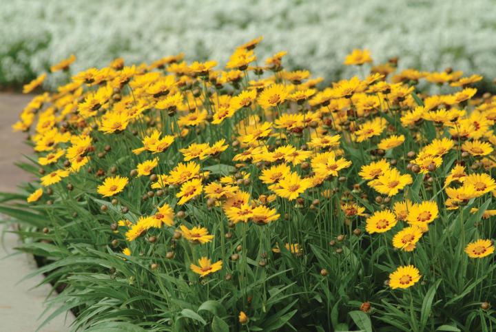 Coreopsis grandiflora 'Sunfire'