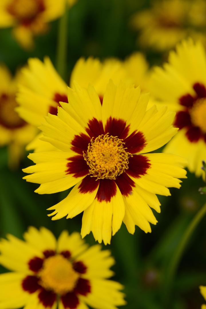 Coreopsis grandiflora 'Sunkiss'