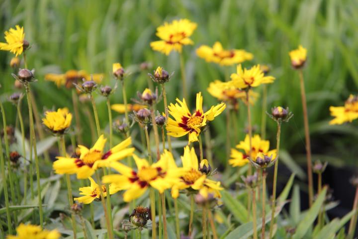 Coreopsis grandiflora 'Sunkiss'