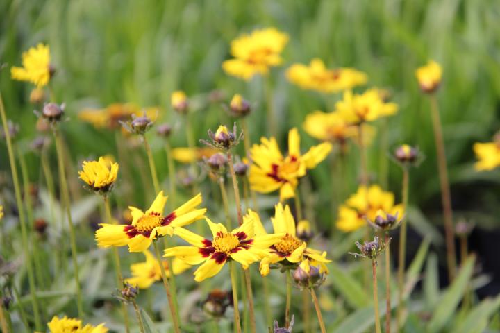 Coreopsis grandiflora 'Sunkiss'