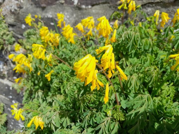 Corydalis lutea