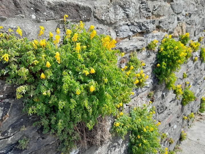 Corydalis lutea