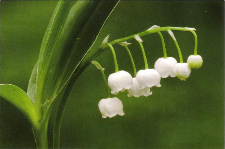 Convallaria majalis