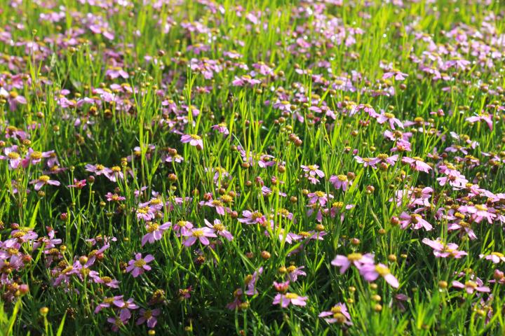 Coreopsis rosea 'American dream' ®