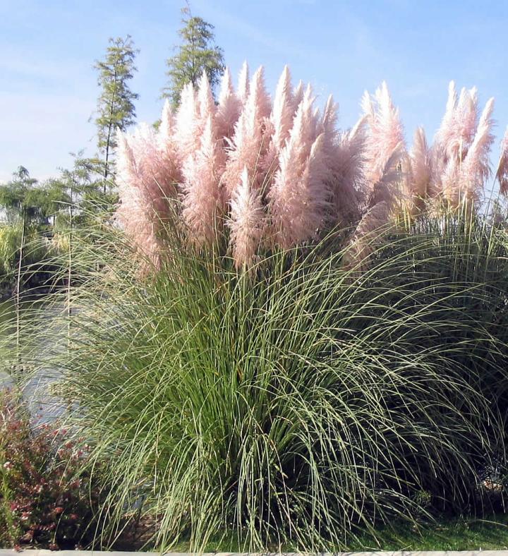 Cortaderia selloana 'Rosea' 3l.