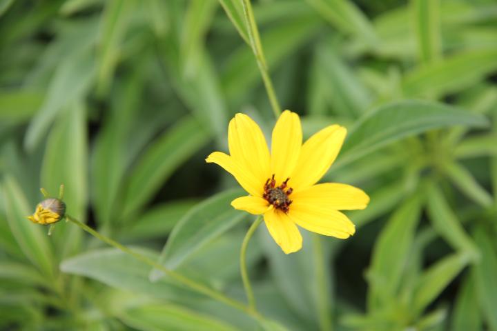 Coreopsis tripteris