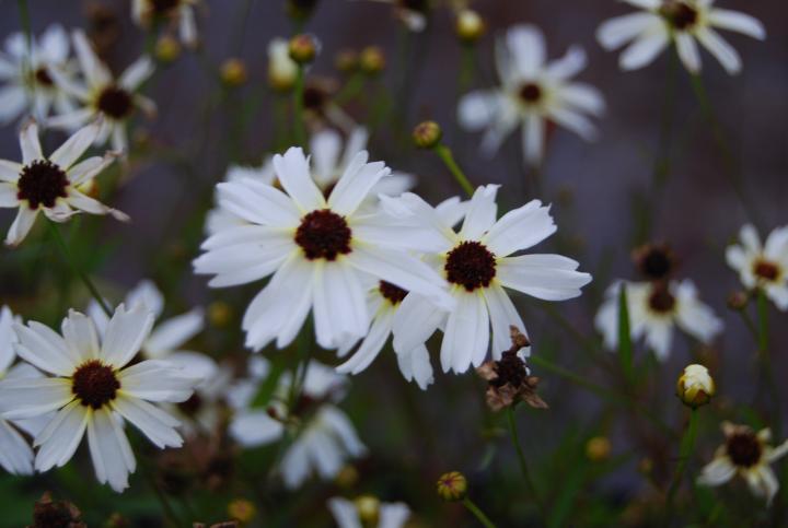 Coreopsis verticillata 'Fools Gold'