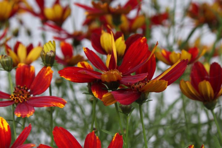 Coreopsis verticillata 'Ladybird'