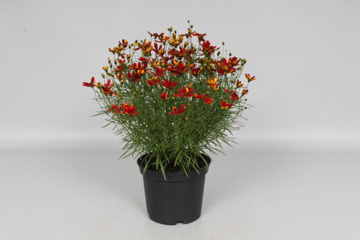 Coreopsis verticillata 'Ladybird'