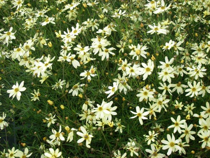 Coreopsis verticillata 'Moonbeam'