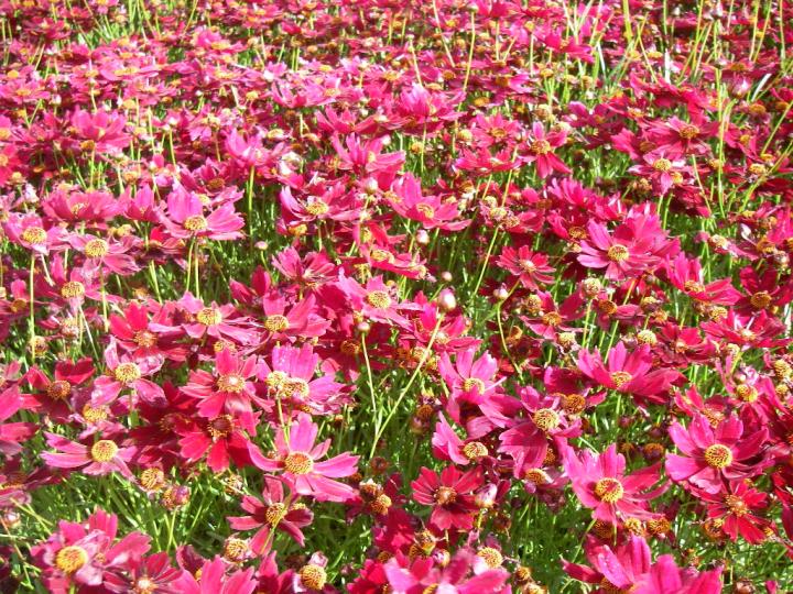 Coreopsis verticilata 'Ruby Red'