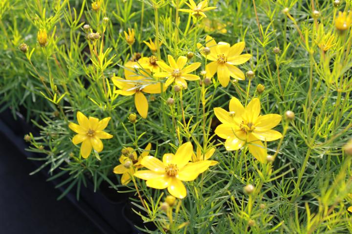 Coreopsis verticillata 'Zagreb'