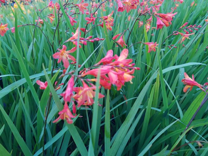 Crocosmia 'Carmine Brillant'