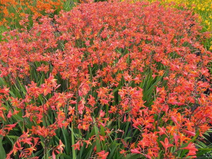 Crocosmia 'Carmine Brillant'