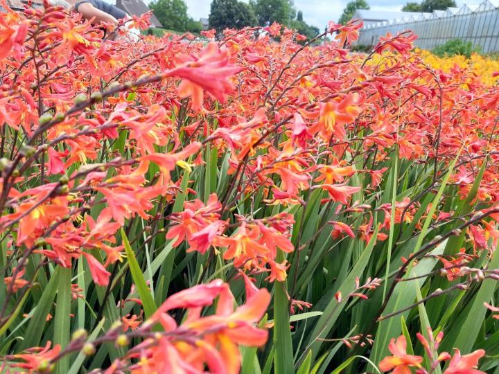 Crocosmia 'Carmine Brillant'