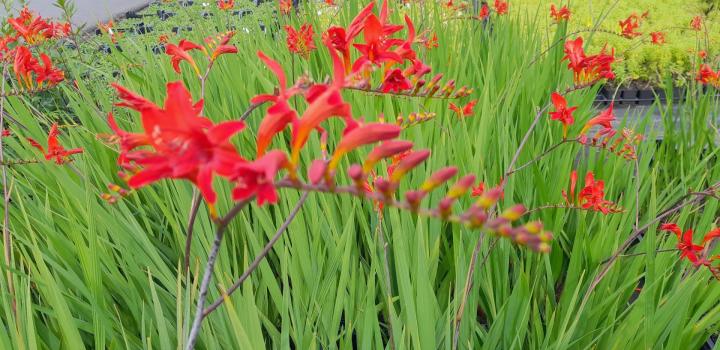 Crocosmia  'Emberglow'