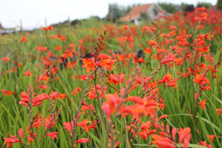 Crocosmia  'Fire King'