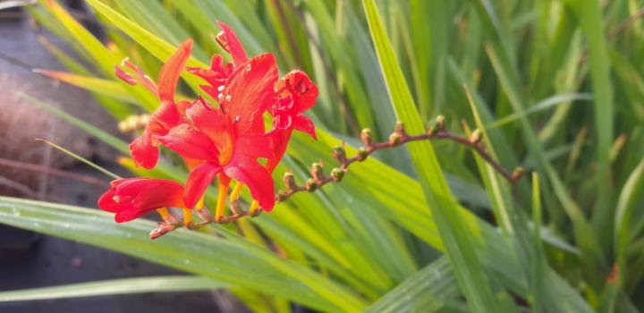 Crocosmia  'Lucifer'