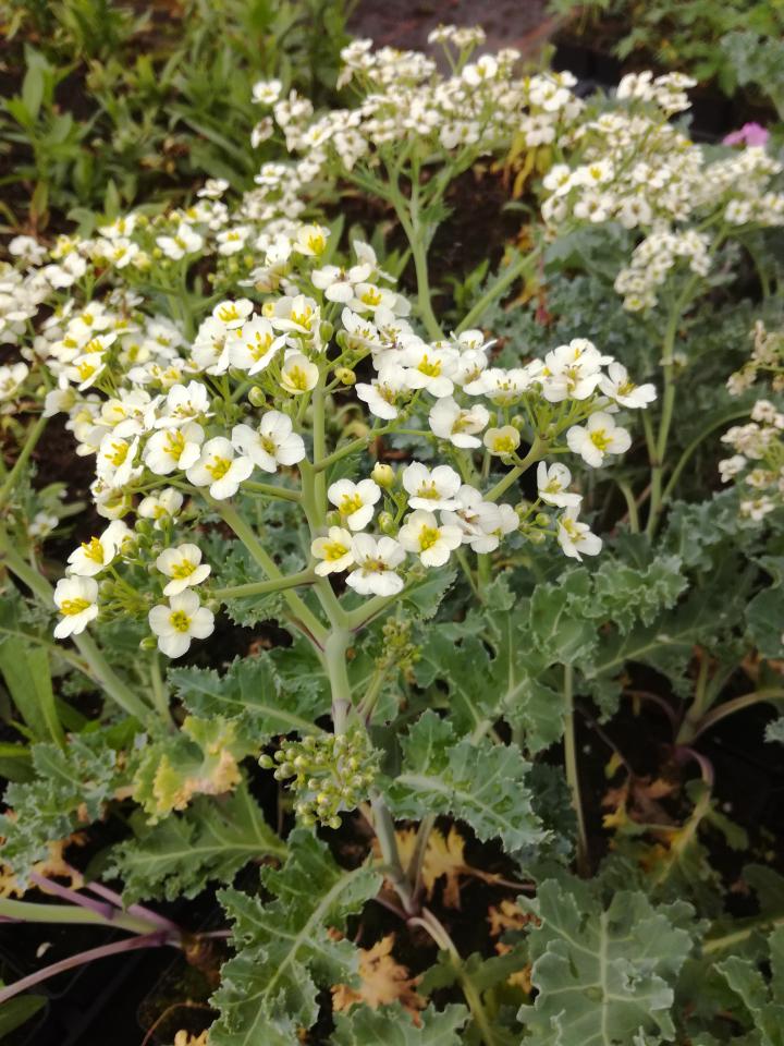 Crambe maritima