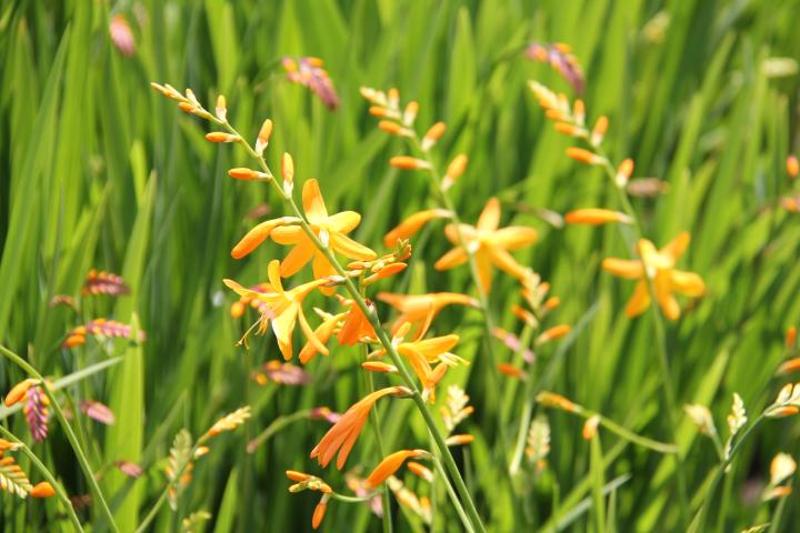 Crocosmia x crocosmiiflora 'Norwich Canary'