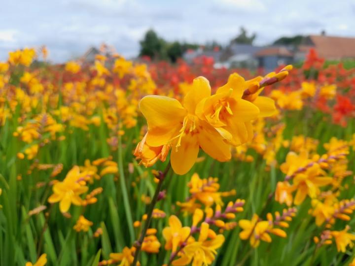 Crocosmia x crocosmiiflora 'Norwich Canary'