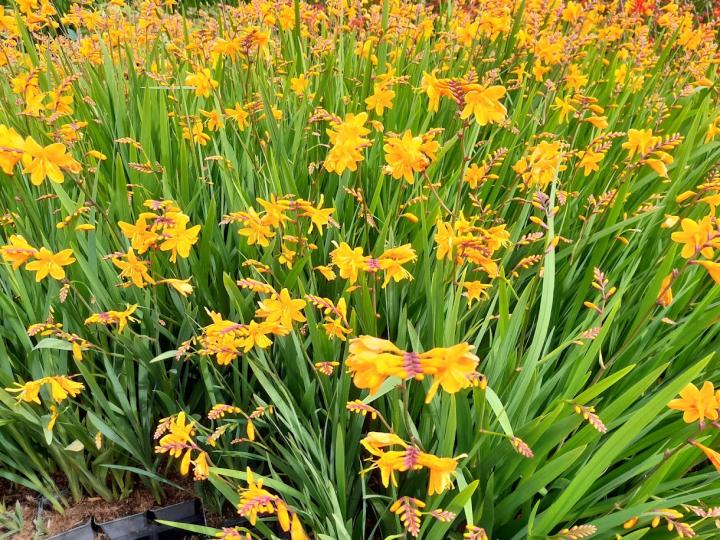Crocosmia x crocosmiiflora 'Norwich Canary'
