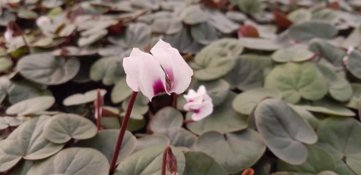 Cyclamen coum 'Album'