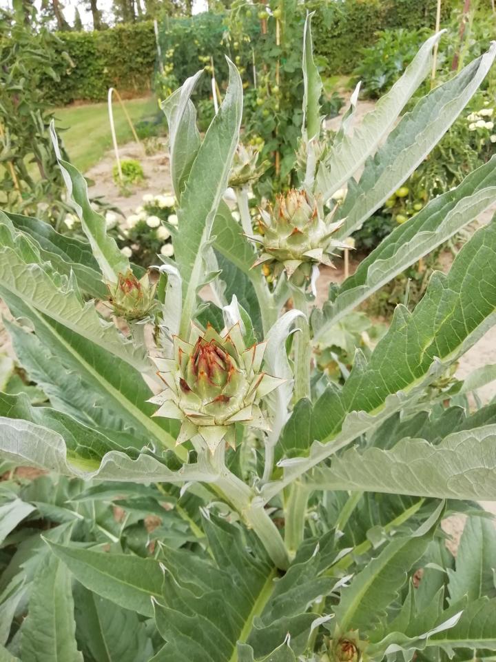 Cynara cardunculus