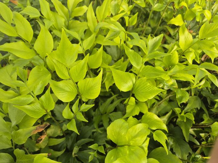 Cyrtomium devexiscapulae