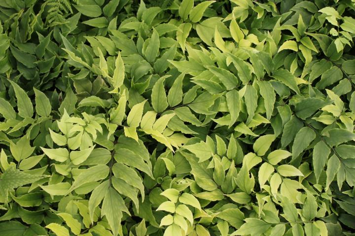 Cyrtomium fortunei 'Cliviocola'