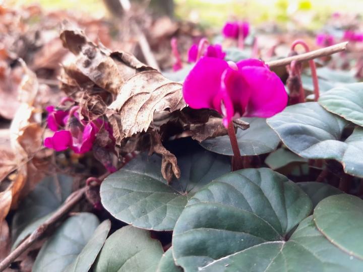Cyclamen hederifolium 'Rosenteppich'