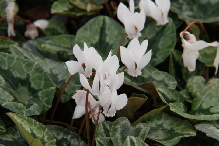 Cyclamen hederifolium 'White Pearls'