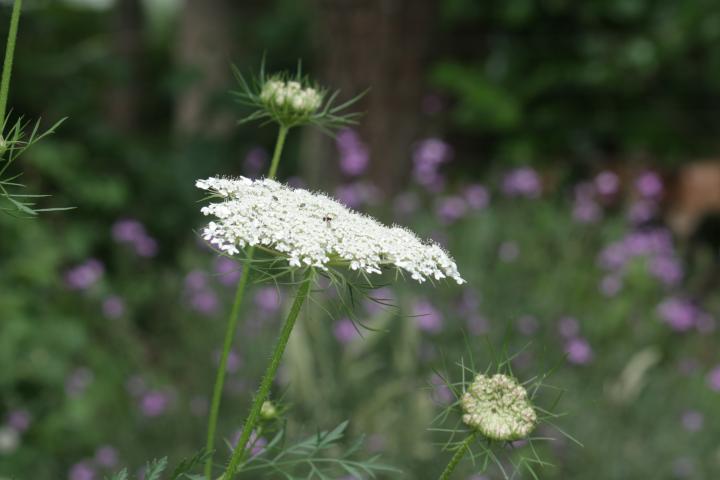 Daucus carota