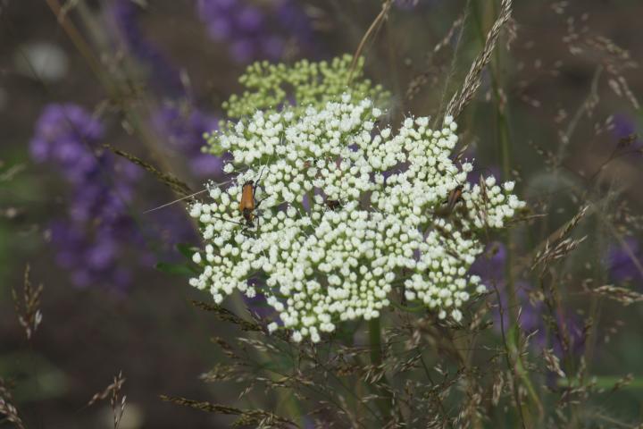 Daucus carota