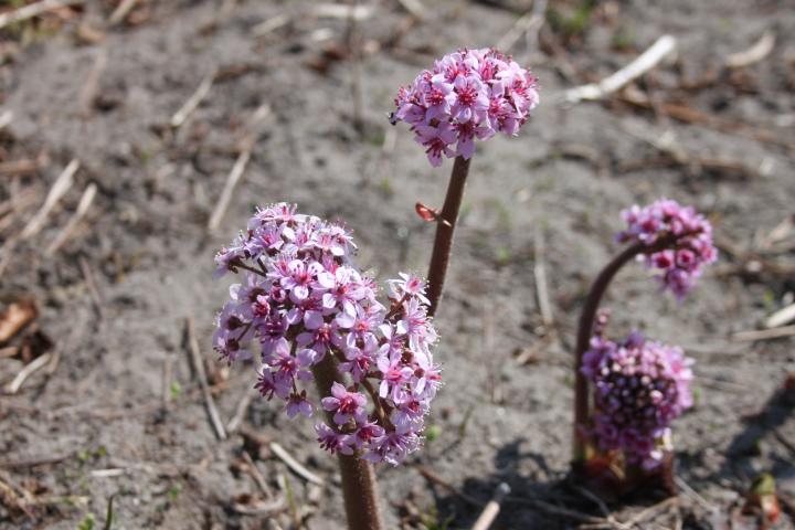 Darmera peltata