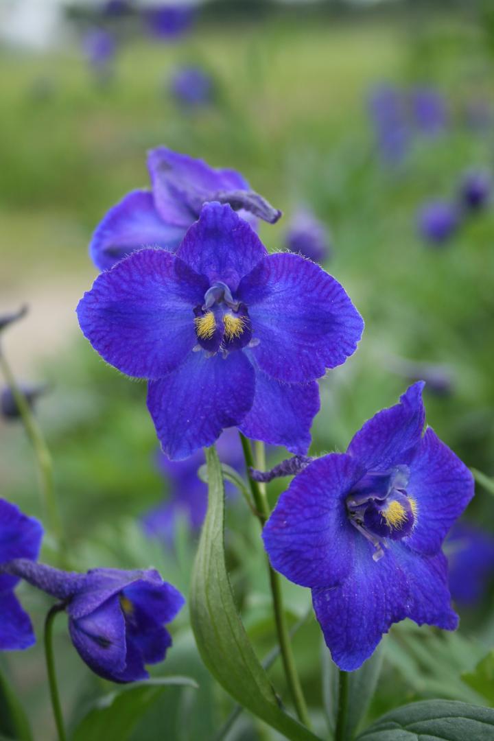 Delphinium belladonna 'Atlantis'