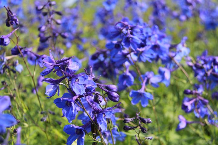 Delphinium belladonna 'Bellamosum'