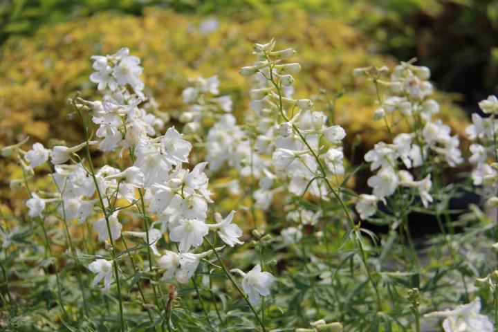 Delphinium belladonna 'Casa Blanca'