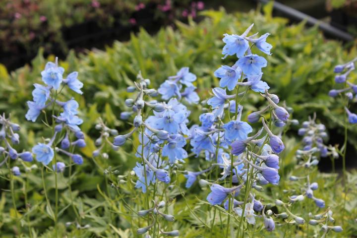 Delphinium belladonna 'Cliveden Beauty'