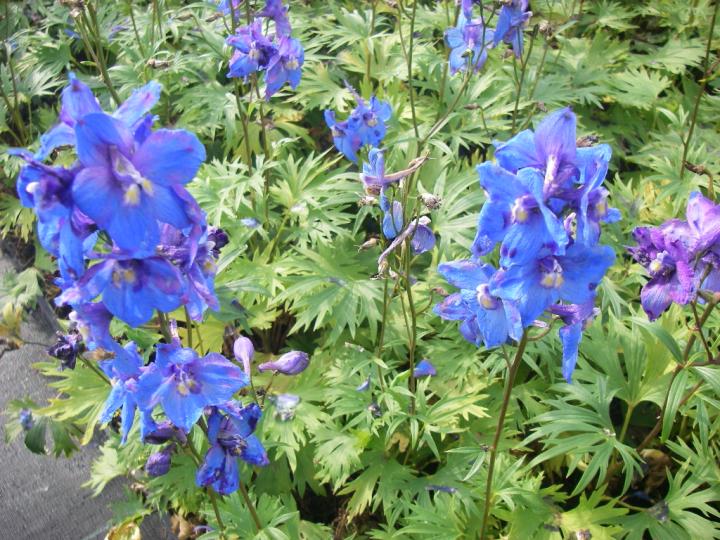 Delphinium belladonna 'Piccolo'