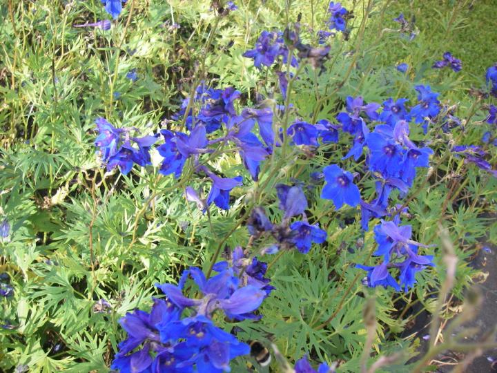 Delphinium belladonna 'Völkerfrieden'