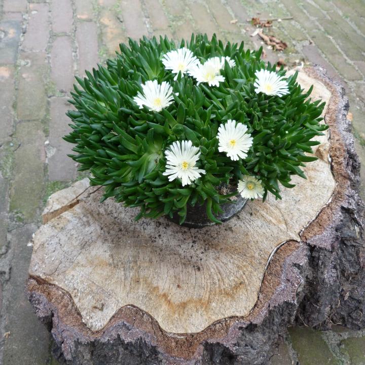 Delosperma congestum 'Album'