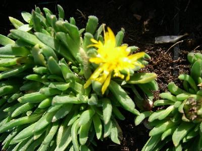 Delosperma congestum  'Gold Nugget'