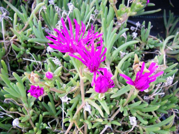 Delosperma cooperi