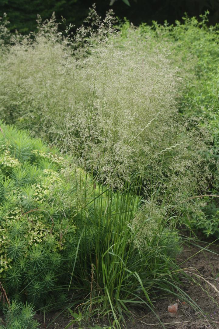 Deschampsia cespitosa 'Tardiflora'