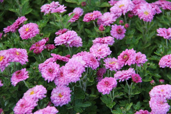 Dendranthema indicum (x) 'Anastasia' (Chrysanthemum)