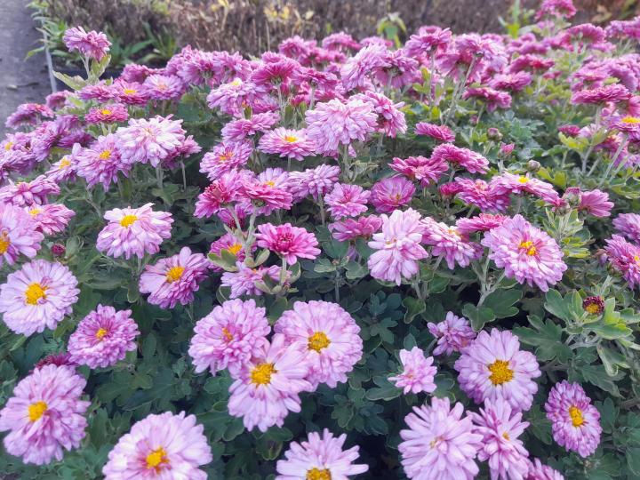 Dendranthema indicum (x) 'Anastasia' (Chrysanthemum)