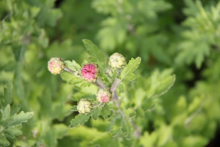 Dendranthema indicum (x) 'Brennpunkt'