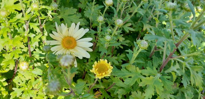 Dendranthema indicum (x) 'Lichtkuppel'