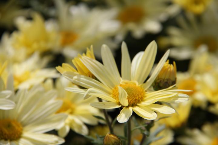 Dendranthema indicum (x) 'Lichtkuppel'